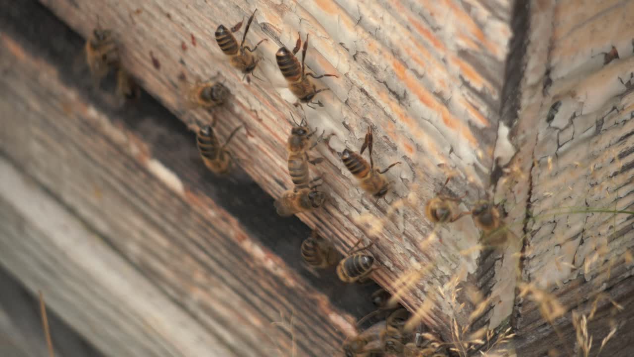 las abejas vienen a la colmena con polen y se van en cámara lenta