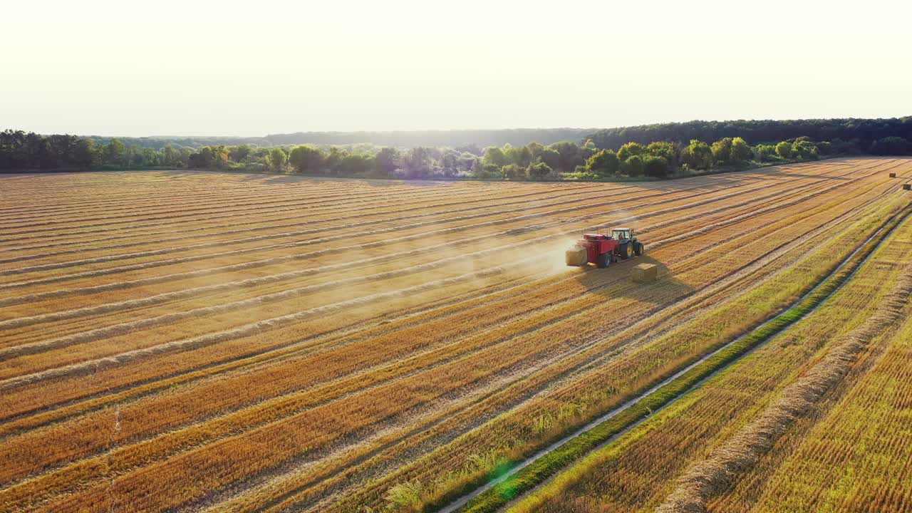 Agricultural tractor collecting hay into square bales on the field. Harvesting dry grass on the golden field in summer. Tractor on the field on the forest background. Aerial view.