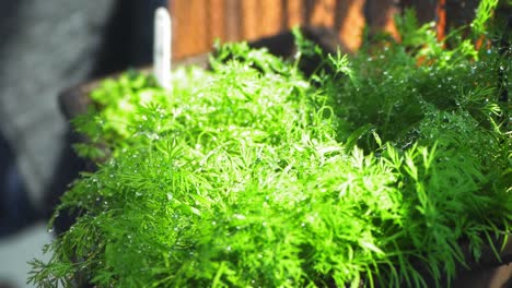 watering of a dill herb