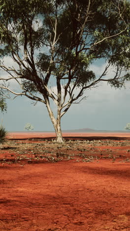 lonely tree in a red desert landscape