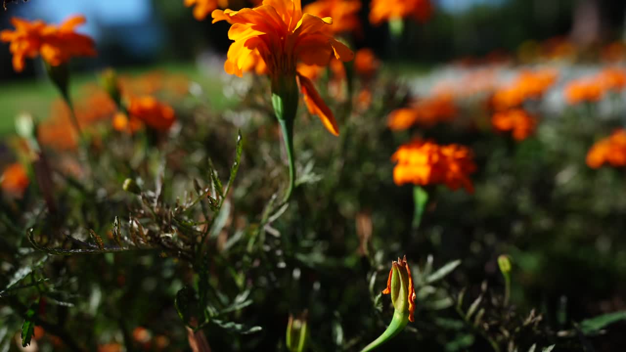 Fiori primaverili gialli in fiore. Giardino fiorito con fiori gialli.