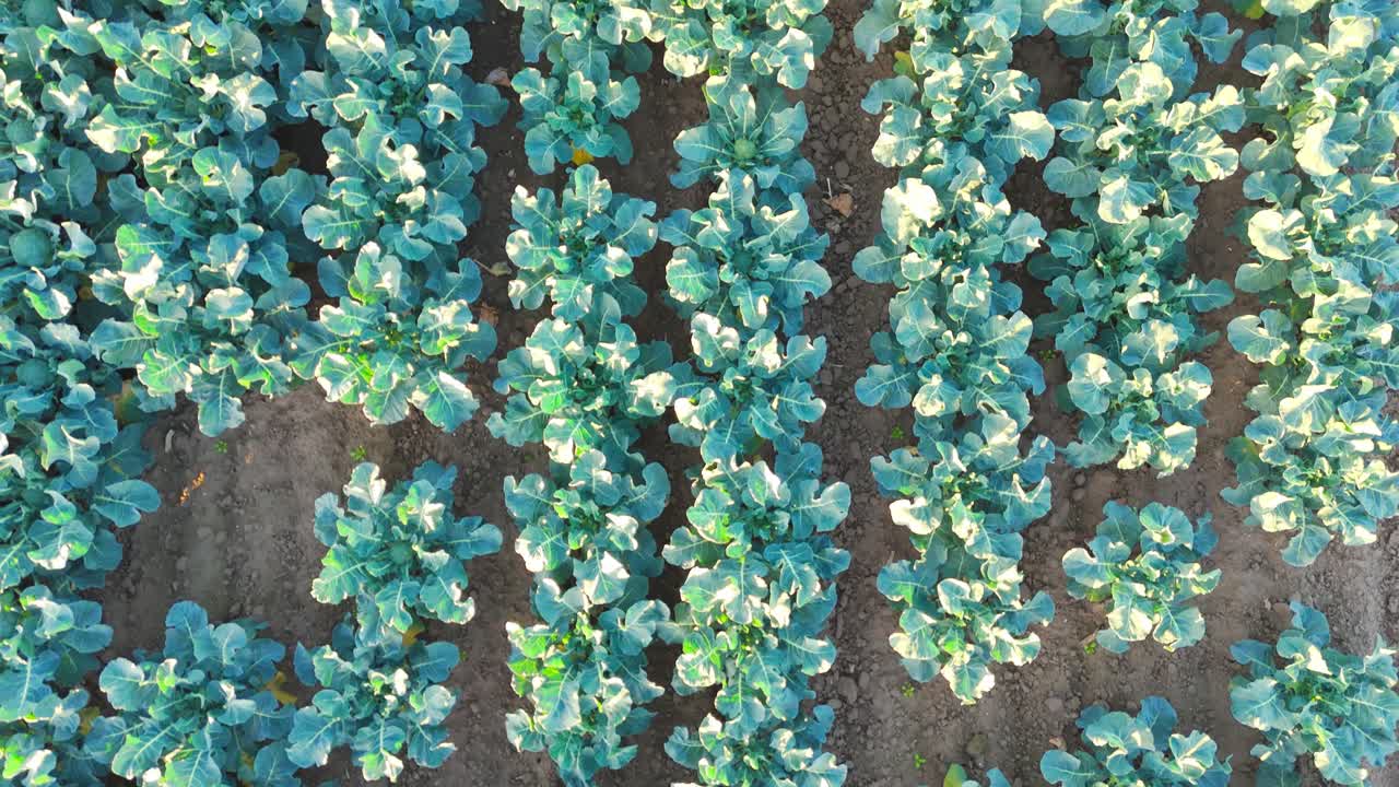 Aerial drone footage of agricultural crops of cabbage and broccoli. Rows of vegetable's in a farmers field. High brassica yields, cabbage, cauliflower, broccoli, Brussels sprout, kale