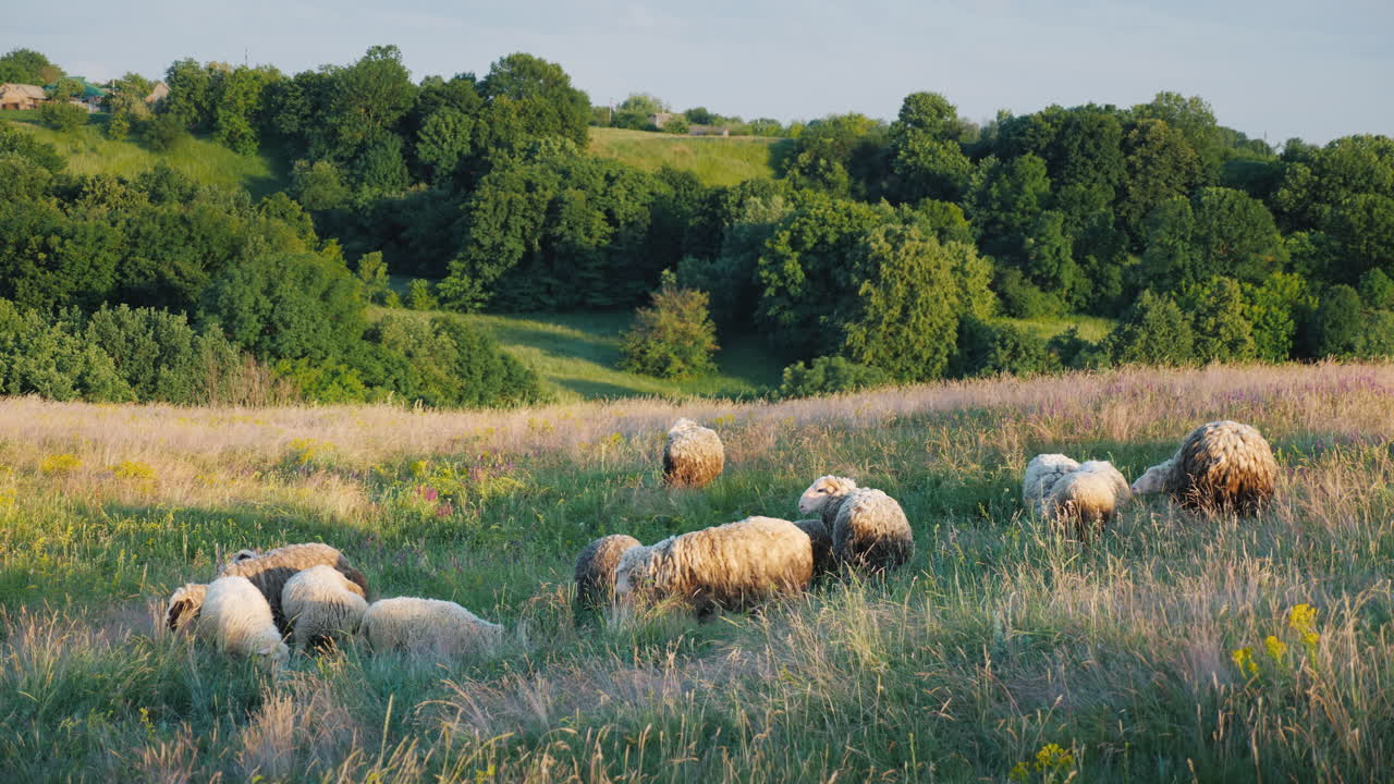 A Herd Of Sheep Grazing In A Picturesque Valley Against The Backdrop Of A Forest Agriculture And Eco