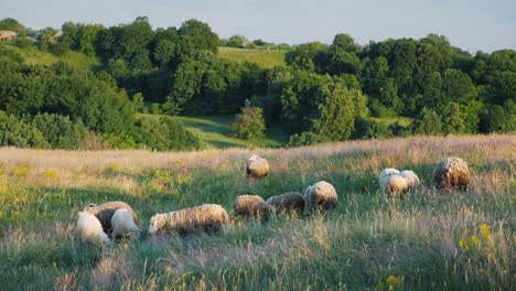 a herd of sheep grazing in a picturesque valley against the backdrop of a forest agriculture and eco