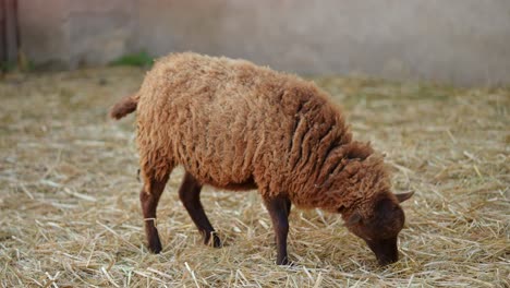 brown sheep eating hay