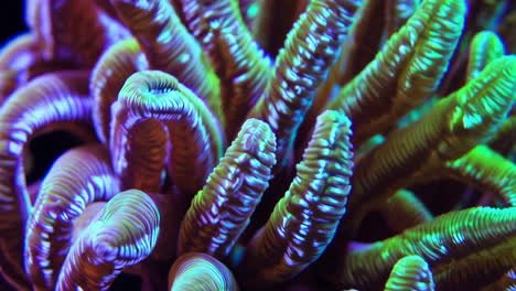 vibrant fluorescent coral or anemone close-up