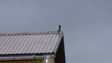 the crow sat on the roof of the house and flew away