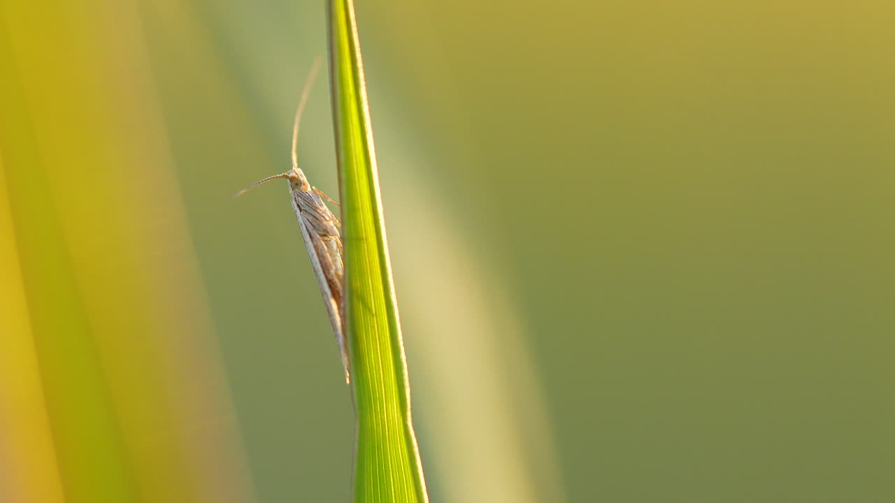 foto macro de una libélula silvestre con la antena descansando en la hoja de una planta al atardecer