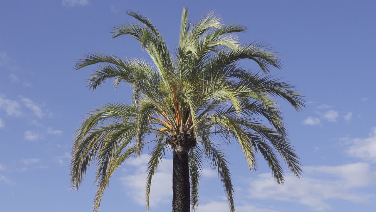 Plm tree on the beach with the blue sky on the background