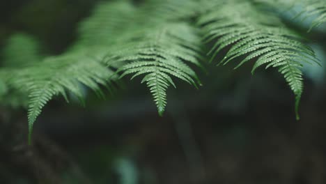 Lush-green-rainforest,-Sunlight-falling-on-fern-tree,-rack-focus-macro-new-zealand-water-on-leaf,-symmetry-satisfaction-iconic