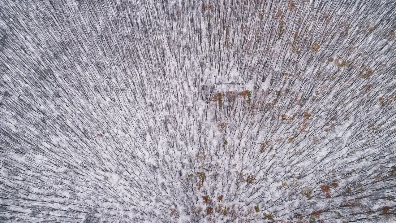vista aérea bosque de invierno paisaje natural