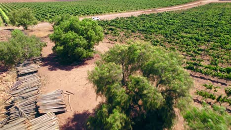 grapevine waste left over at the vineyard caused by water scarcity in limari valley, chile