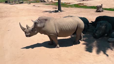 panning right view of several rhinos laying together in the shade at the san diego safari park zoo