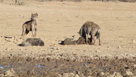 two spotted laughing hyenas scavenge old carrion in the kalahari