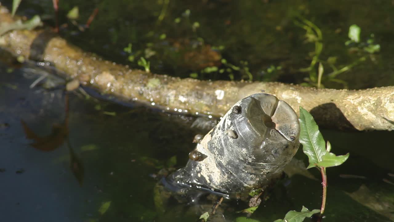 botella de plástico flotando en un lago verde de agua dulce con pequeños caracoles pegados en la superficie y una rama de árbol con musgo al lado de la botella