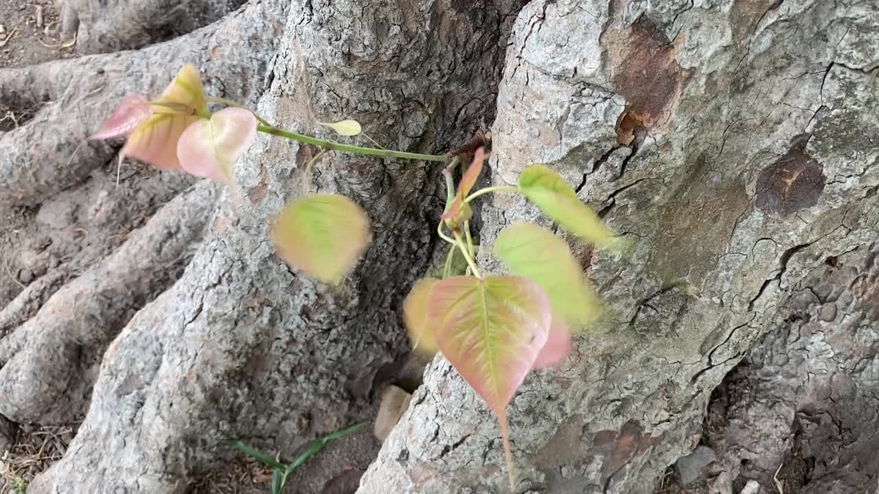 갈색 배경의 마지막 녹색 잎