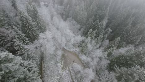 Fpv-Volando-A-Través-De-árboles-Verdes-De-Gran-Altura-En-El-Bosque-De-Bucegi,-Rumania