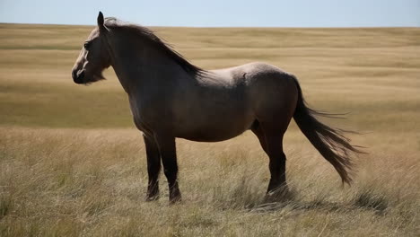 wild horse standing in a grassy field