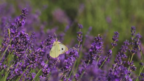 Weiße-Schmetterlinge-Auf-Einer-Lavendelwiese