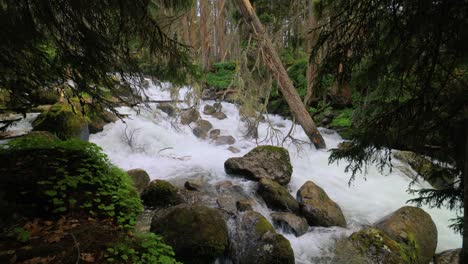 mountain river in the wood. beautiful wildlife landscape.
