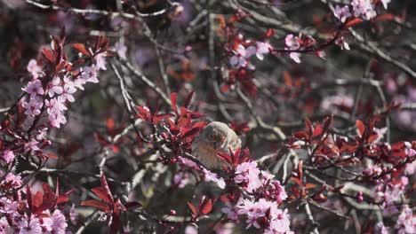 brown finch songbird eating flower petals from a cherry blossom tree during spring in canada