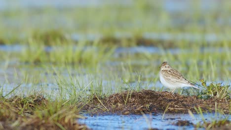 skylark resting and feeding on the ground in wetlands flooded meadows