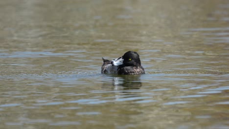 an immature tufted duck scratching its head and swimming around on a lake