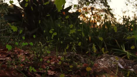 Animación-De-Múltiples-Hojas-Cayendo-Sobre-Un-árbol-Otoñal