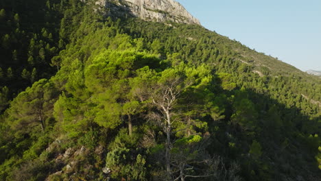 mountain forest landscape