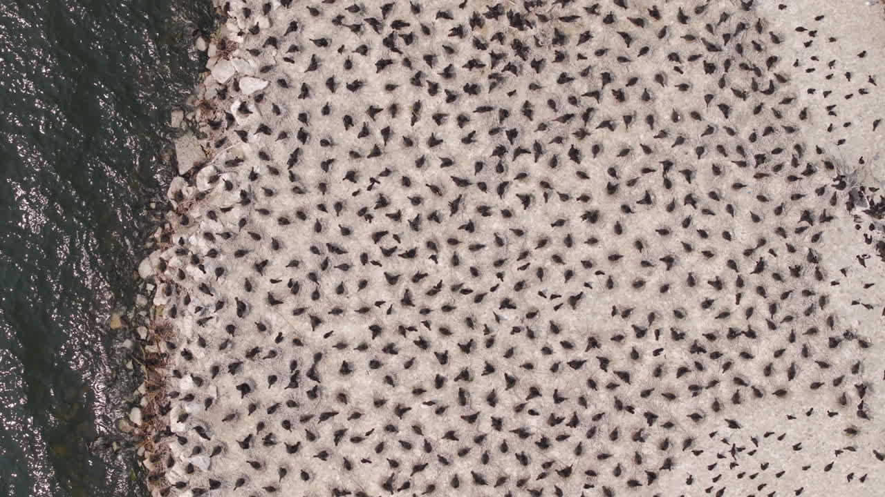 Zenithal advancing view of dense cormorant colony on light sandy surface next to dark water edge