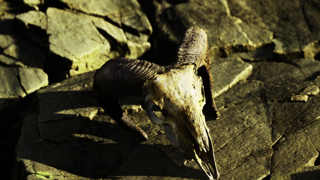 Ram skull rests on rugged stones under golden sunlight near a serene landscape