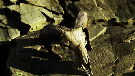 ram skull rests on rugged stones under golden sunlight near a serene landscape