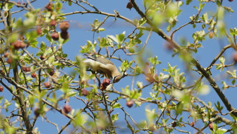 Small-birds-eat-seeds-on-trees-perched-on-a-branch