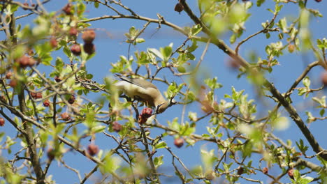 los pájaros pequeños comen semillas en los árboles encaramados en una rama