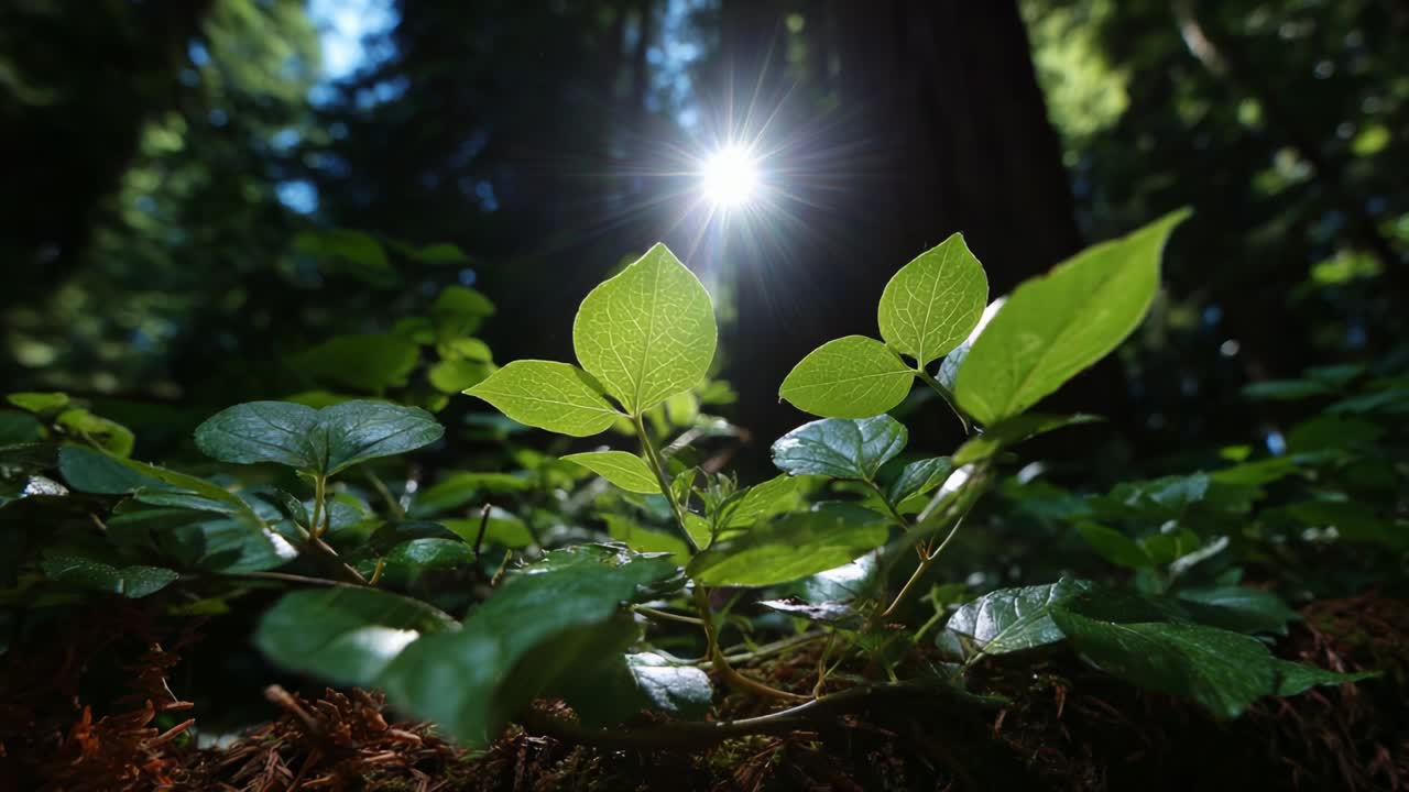 A Stunning Glimpse of Nature's Beauty: Sunlight Filtering Through Lush Green Leaves in a Serene Forest Setting, Capturing the Vibrancy and Life of the Forest Floor with Elegance and Charm