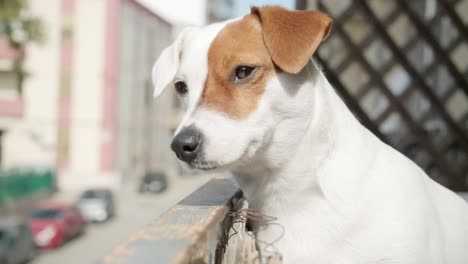 Ein-Neugieriger-Jack-Russell-Terrier-Hund,-Der-Vom-Balkon-Aus-Die-Straße-Beobachtet,-Nahaufnahme-Aus-Der-Hand