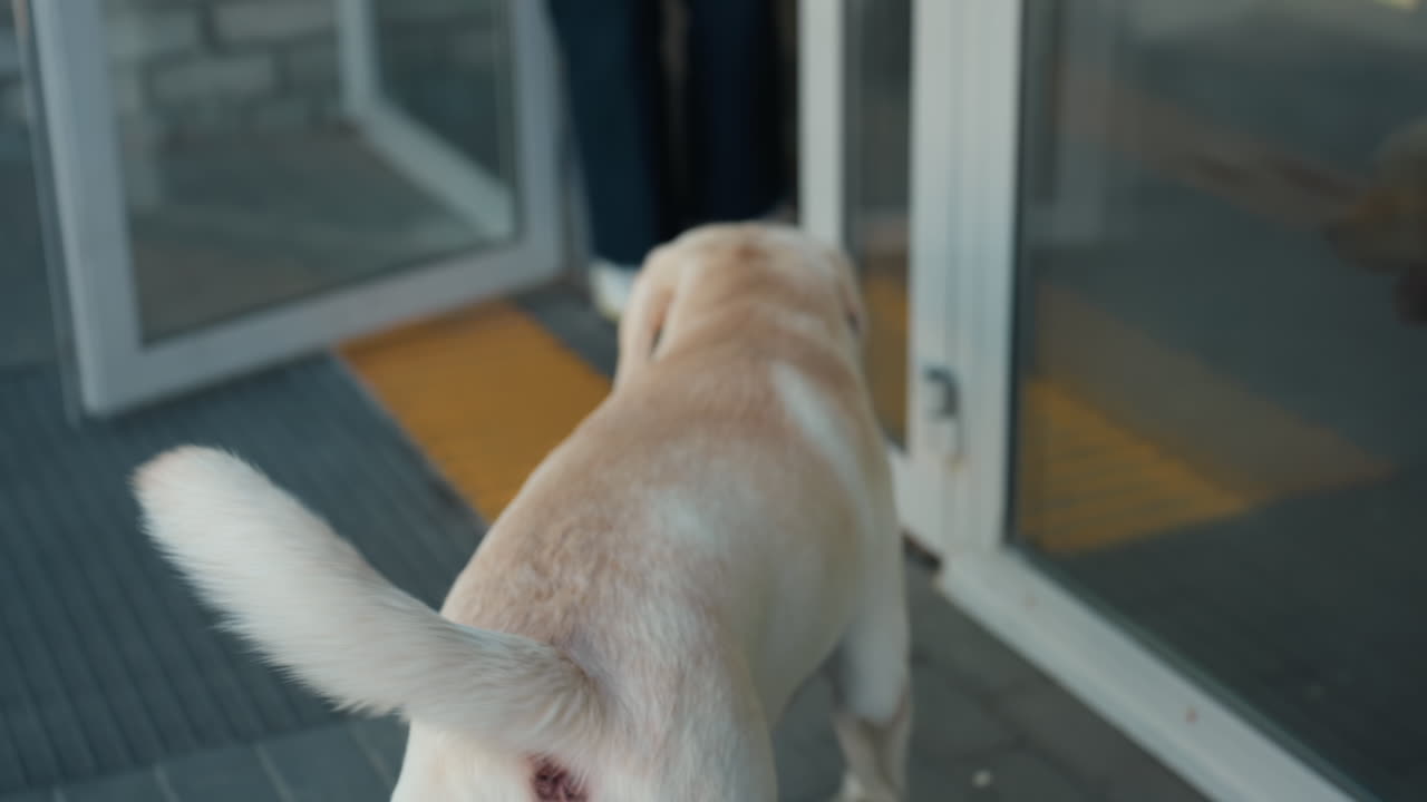 백인 여성이 래브라도 리트리버와 함께 유리문을 열고 있어요. 도시적인 벽돌로 된 입구와 햇빛이 현관 매트에 비치고, 주인이 강아지를 현대적인 사무실 로비로 안내하자 꼬리를 흔들고 있어요. 캐주얼한 블라우스와 청바지를 입고 따뜻하게 맞이하고 있어요.