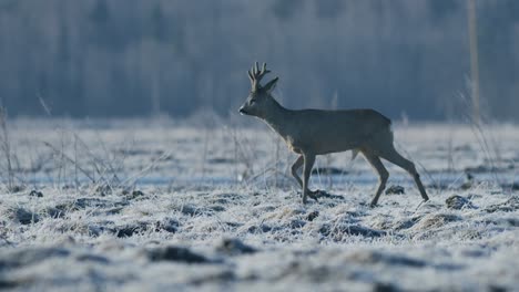 roe deer running and walking eating grass in spring early morning golden hour light frosty weather