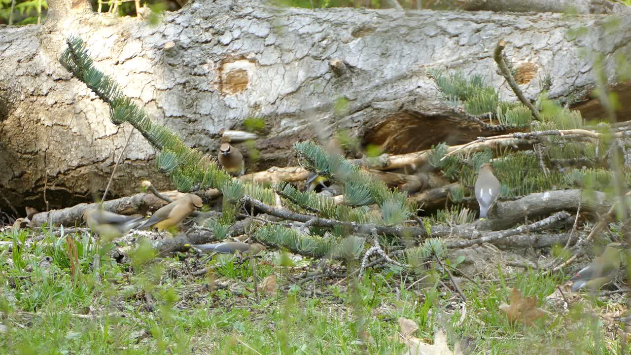 grupo de pájaros diminutos revoloteando por el suelo en busca de comida