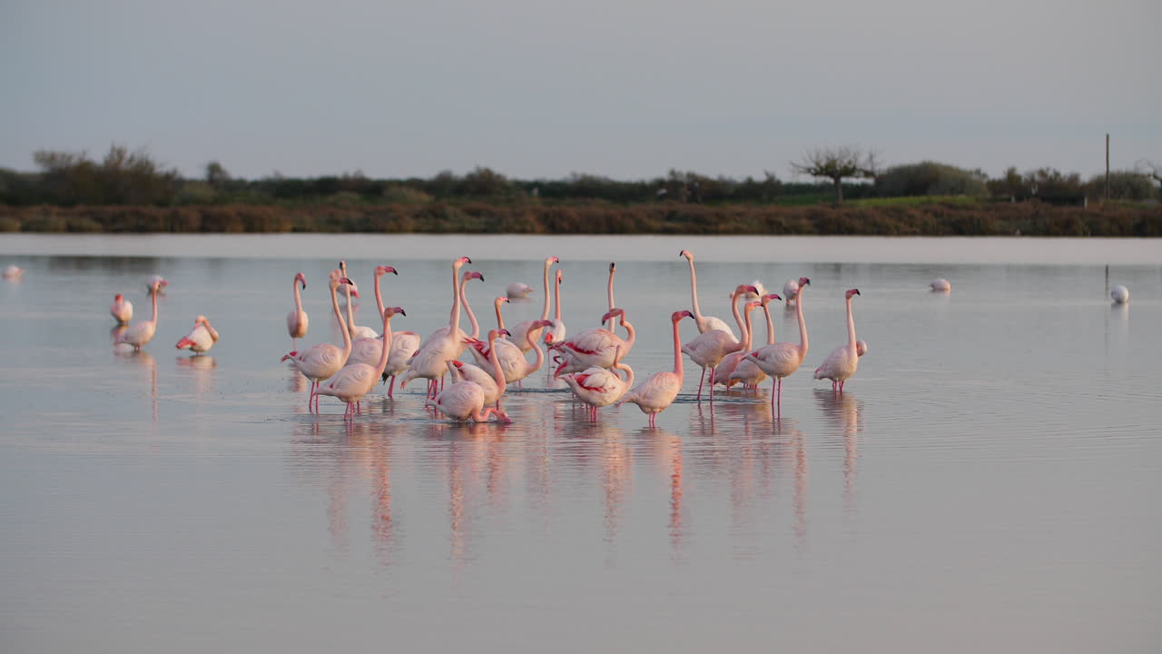 호수 에 있는 플라밍고 들 의 무리 가 날개 를 보여 주는 느린 동영상 프랑스