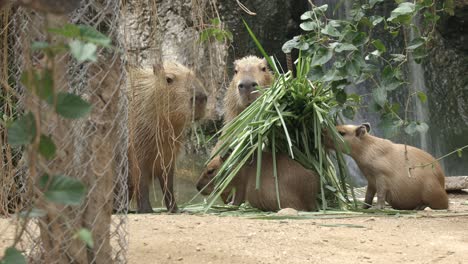 Una-Manada-De-Carpinchos,-El-Roedor-Más-Grande-Del-Mundo,-Está-Comiendo-Hierba-En-Un-Zoológico