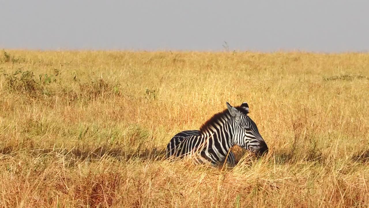 Ripresa zoom a mano libera di una zebra solitaria, ferita mortalmente, che crolla nelle pianure del Parco Nazionale del Serengeti, Tanzania, catturando la dura realtà della sopravvivenza della fauna selvatica in Africa orientale.