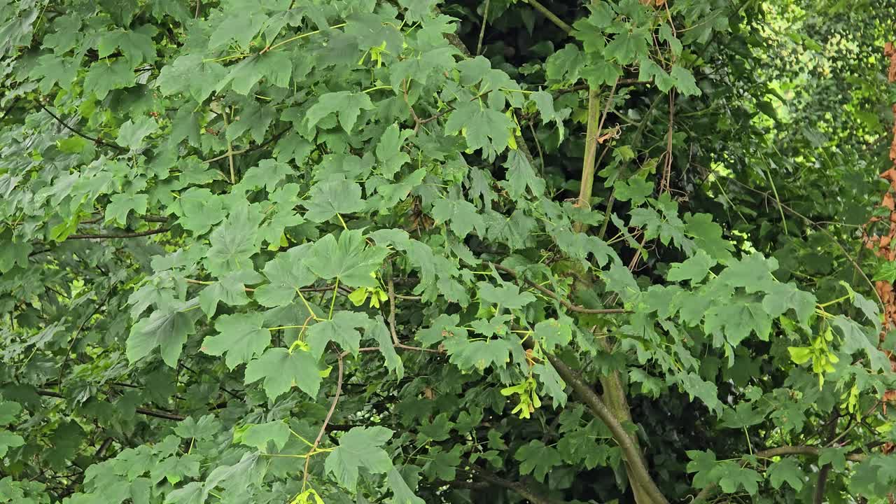 Norway maple (Acer platanoides) tree with green maple fruits in summer moves in the wind