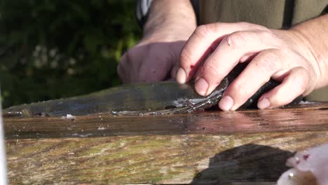 fisherman's hands guts fish on table outside in countryside, close up