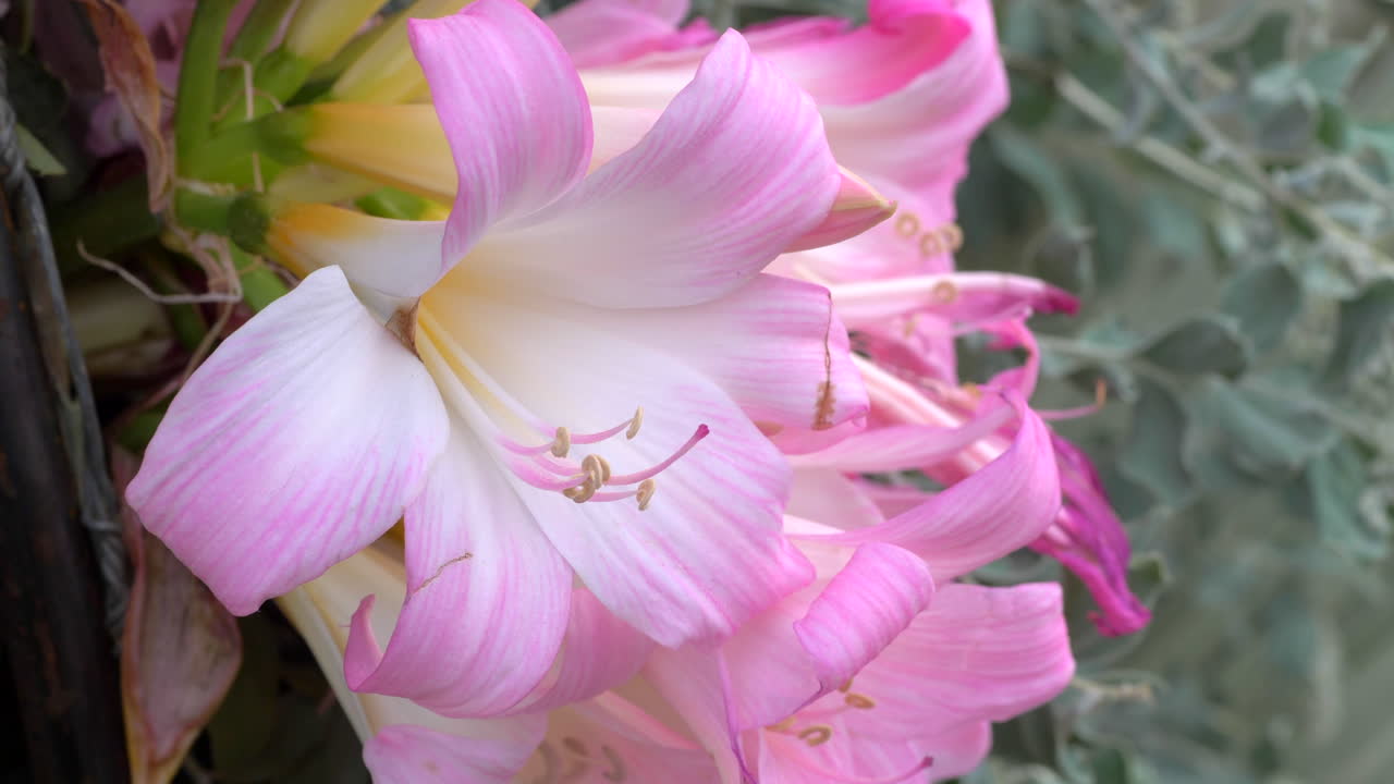 만발한 분홍색과 흰색 꽃, 클로즈업