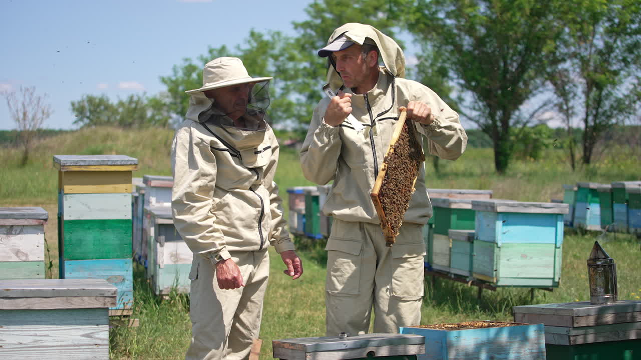 Two beekeepers discussing a frame they hold in hands. Checking up honey harvest at rural bee farm. Sunny day backdrop.
