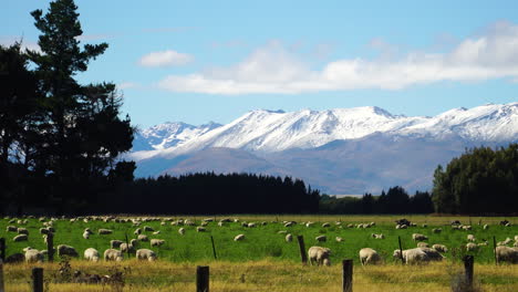 Endless-number-of-fluffy-sheep-grazing-in-green-meadow-with-snowy-mountains-in-background