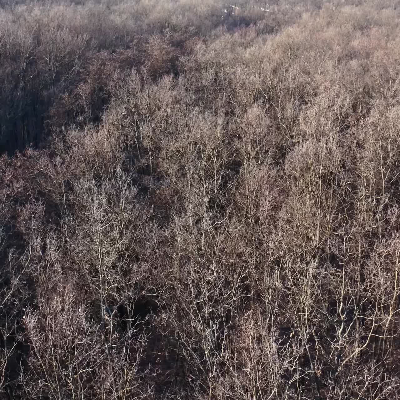 Winter forest from above