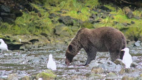 Braunbär,-Der-Einen-Lachs-Am-Pavlof-Fluss-Fängt,-Der-In-Die-Süßwasserbucht-Im-Hafen-Von-Pavlof-Auf-Der-Insel-Baranof-Im-Südosten-Von-Alaska-Fließt-3