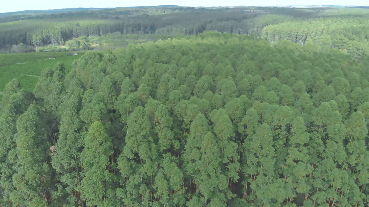 aerial view of eucalyptus plantation in Brazil for cellulose production
